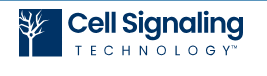 CST logo